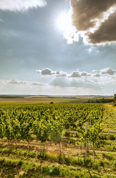 Vinice Kokusové hory ozářená sluncem prosvítajícím skrz mraky.