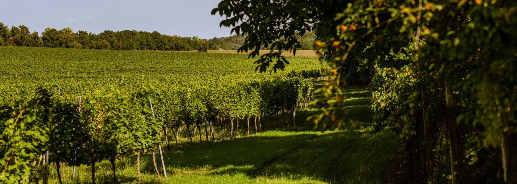 Tropical, green a pink Explozivní Sauvignony