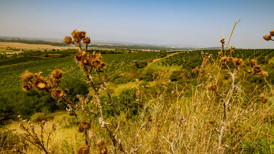 Region Hustopečsko