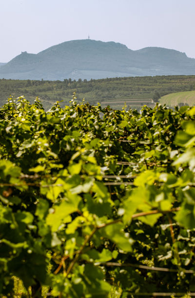 Vinice na Hustopečsku s výhledem na siluetu Pálavy v pozadí za slunečného dne.
