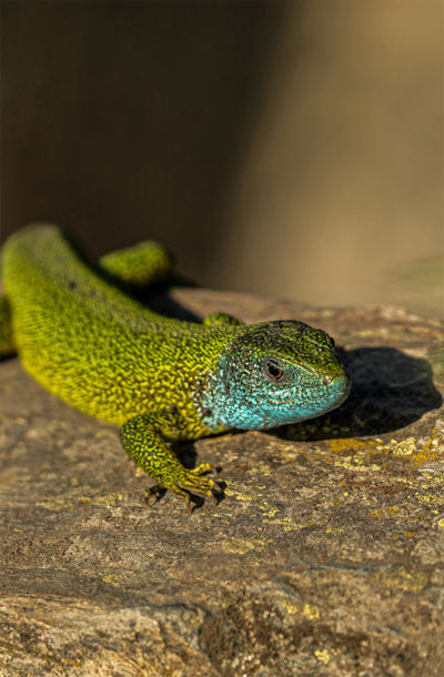 Ještěrka zelená vyhřívající se na slunci na kameni, s výrazným zeleno-modrým zbarvením těla.