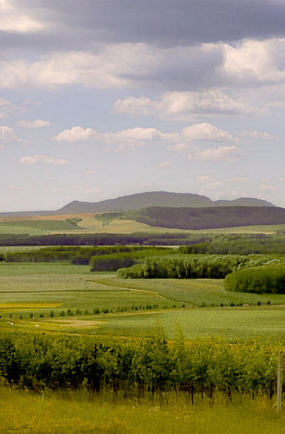 Pohled na vinici Přední hory uprostřed zvlněné krajiny jižní Moravy s výhledem na okolní pole a lesy.