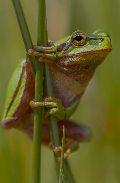 Rosnička zelená přichycená na stéble trávy.