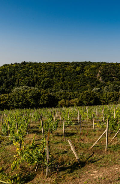 Vinice Fládnická s keři vinné révy a lesnatým kopcem v pozadí pod modrou oblohou.