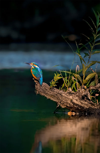 Ledňáček říční sedící na větvi nad hladinou vody.