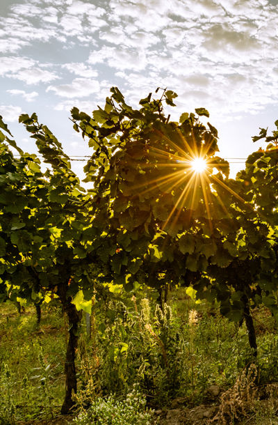 Sluneční paprsky prosvítající skrz listy vinné révy na vinici Na výsluní.