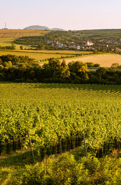 Pohled na vinici Podhoří s výhledem na obec a krajinu jižní Moravy.