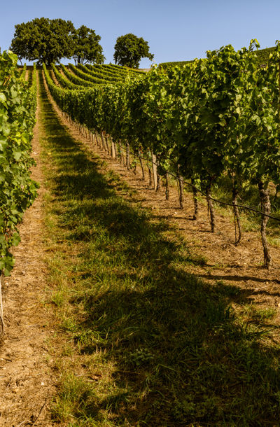 Pohled na vinici U tří dubů, nad kterou se tyčí tři vzrostlé duby.