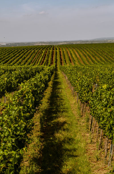 Pohled na vinici Dívčí vrch u rakouských hranic s výhledem na jihomoravskou krajinu.
