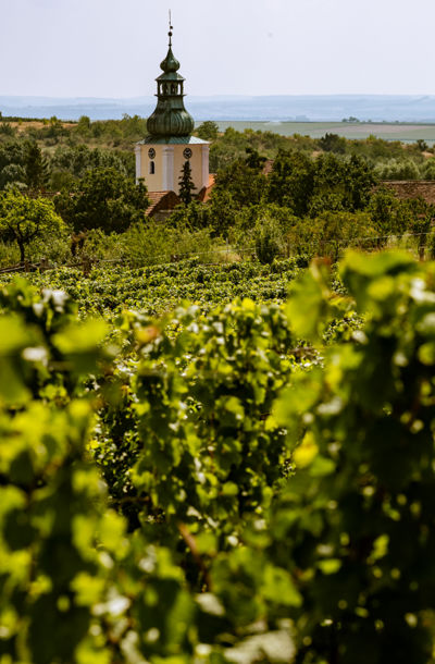 Pohled na vinici Staré vinice s dominantou kostelní věže v pozadí, zasazenou do malebné krajiny jižní Moravy.