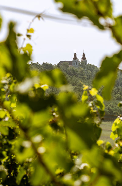 Pohled na kostel na vrcholu kopce na Znojemsku, zachycený skrze listy vinné révy.