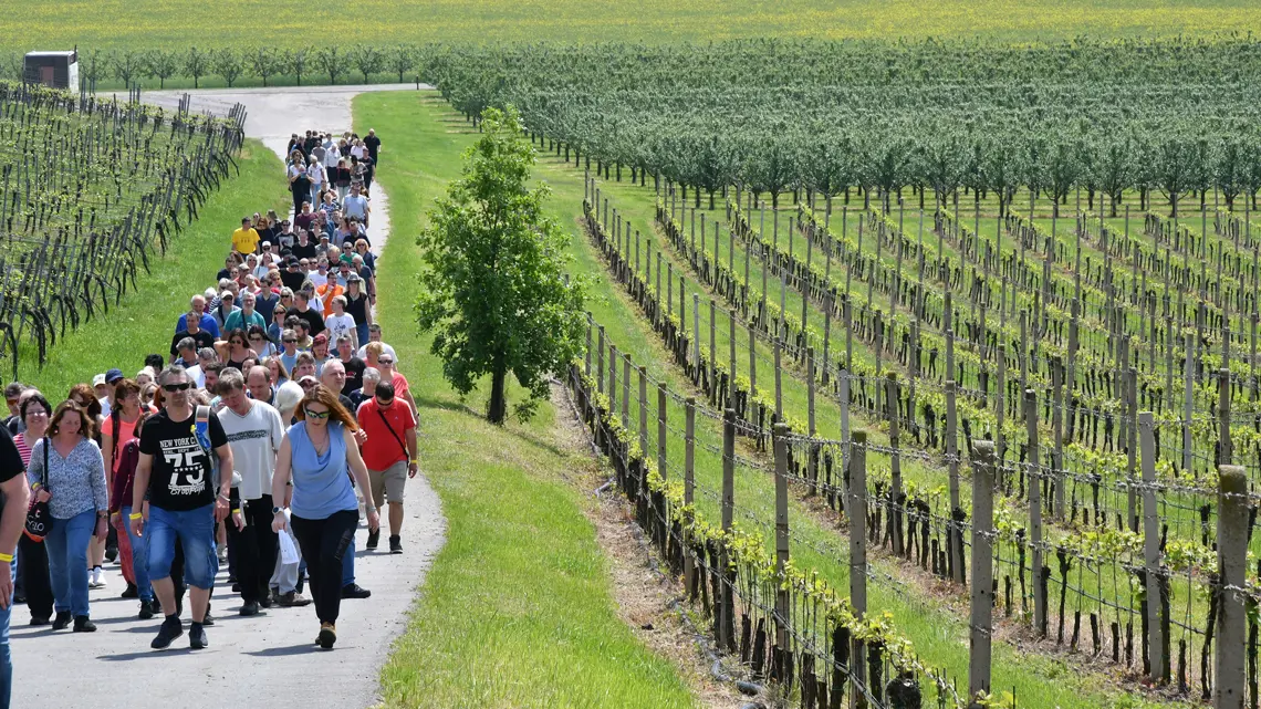 Jarní putování po vinicích Znojemska