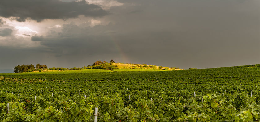 Viniční trať Weinperky