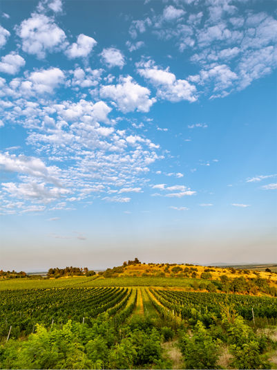 Viniční trať Weinperky