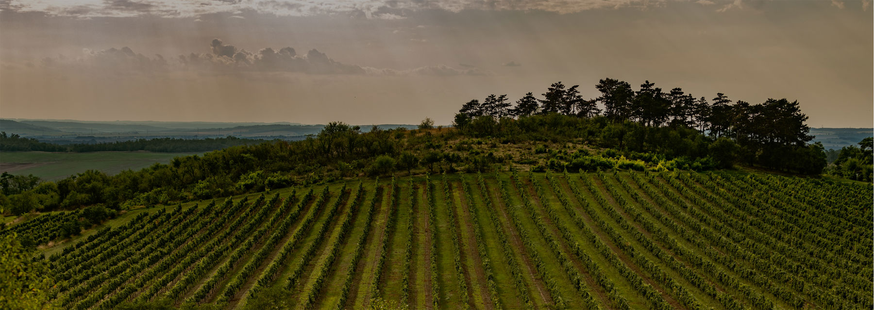 Viniční trať Weinperky