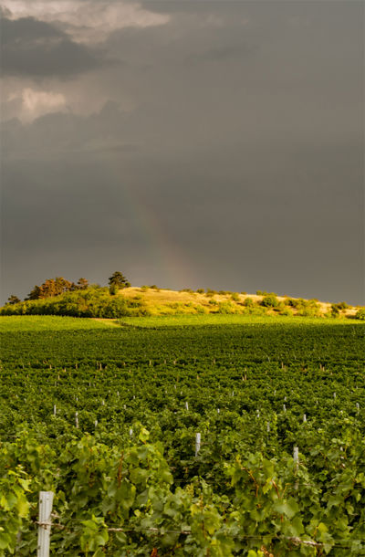 Vinice Weinperky pod dramatickou oblohou se světlem dopadajícím na protější kopec a jemně viditelnou duhou.