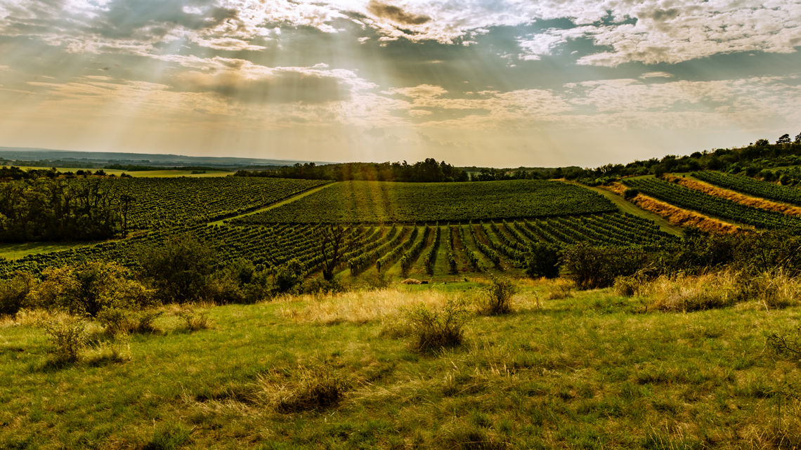 Viniční trať Weinperky