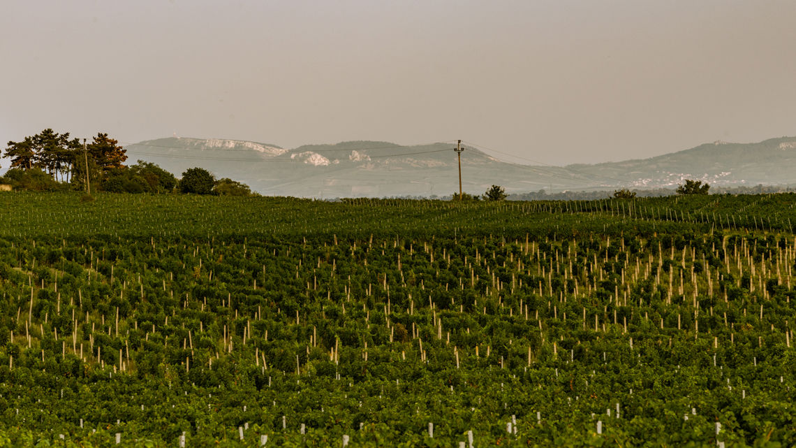 Viniční trať Weinperky