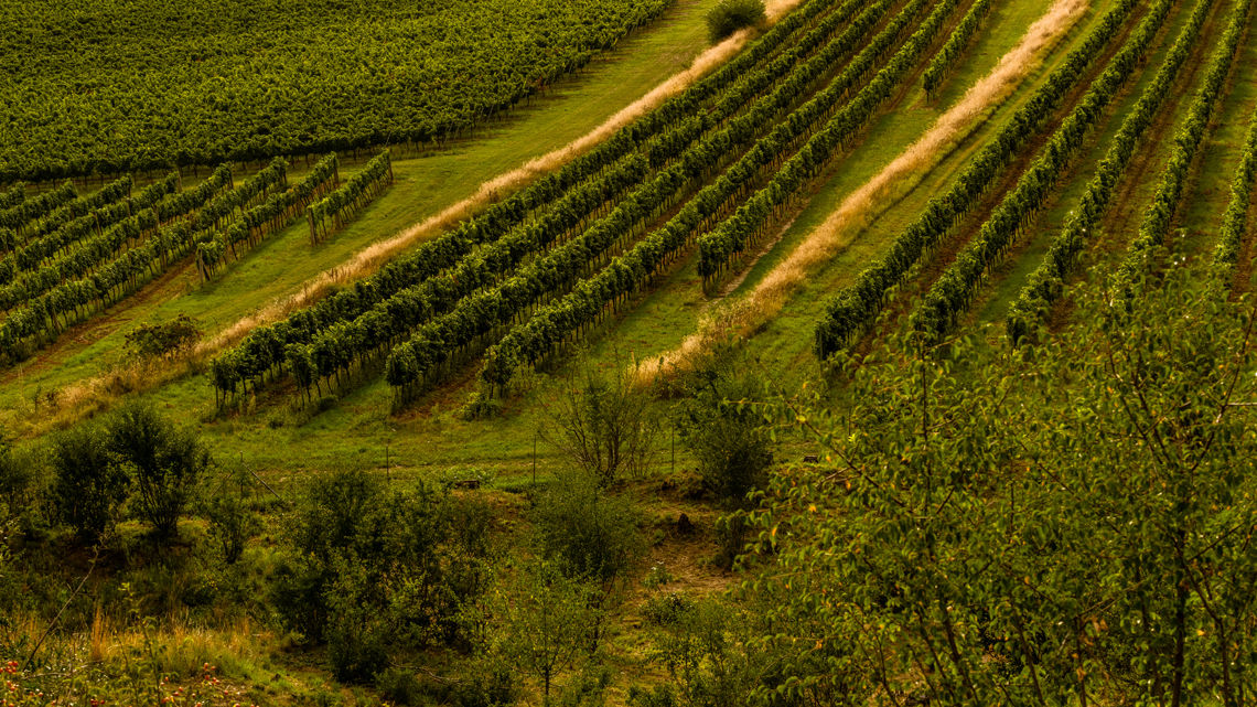 Viniční trať Weinperky